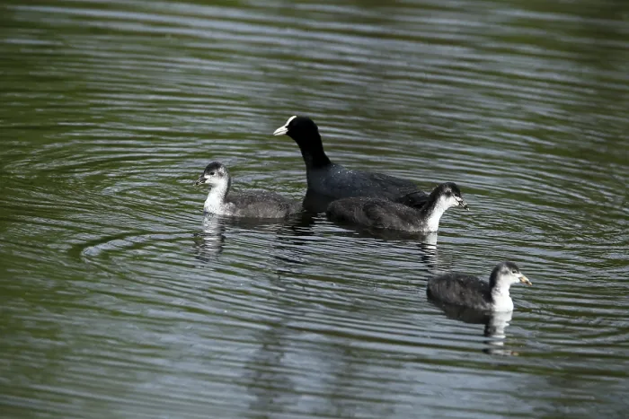 Framed Print : Eurasian Coot, Fulica atra, with three young birds