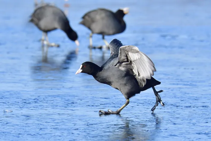 Framed Print : Eurasian Coot in landing approach (Fulica atra) Framed Print : Eurasian Coot in landing approach (Fulica atra)