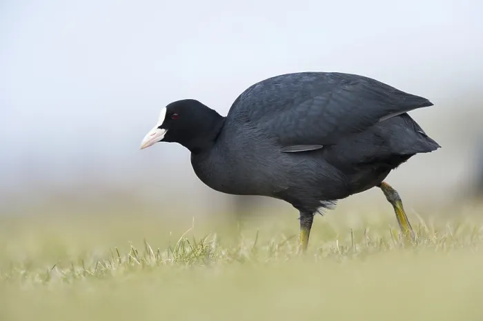 Framed Print : Eurasian Coot walking in the grass Framed Print : Eurasian Coot walking in the grass