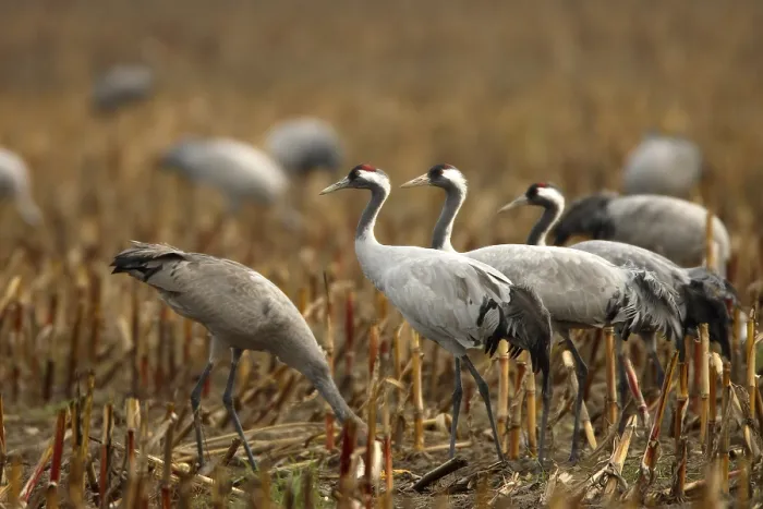Framed Print : Eurasian cranes (Grus grus) on a stubblefield Framed Print : Eurasian cranes (Grus grus) on a stubblefield