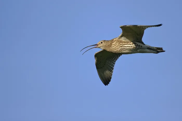 Framed Print : Eurasian Curlew Framed Print : Eurasian Curlew