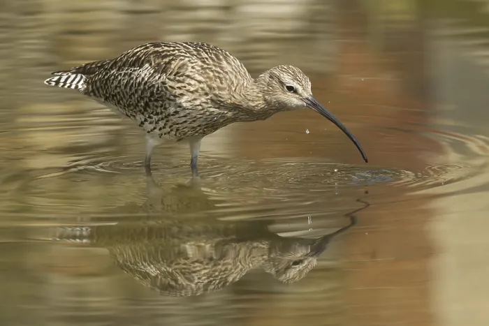 Framed Print : Eurasian Curlew (Numenius arquata) Framed Print : Eurasian Curlew (Numenius arquata)