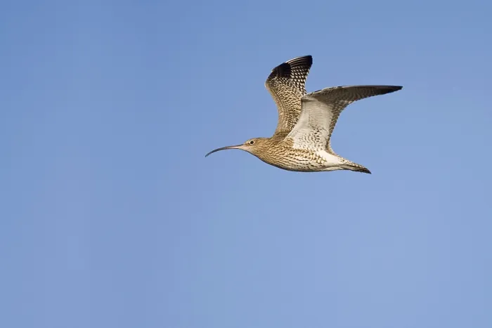 Framed Print : Eurasian curlew (Numenius arquata)