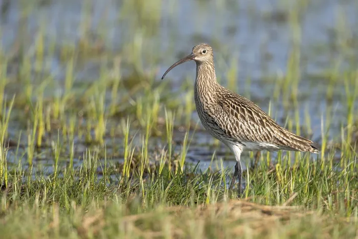 Framed Print : Eurasian curlew (Numenius arquata)