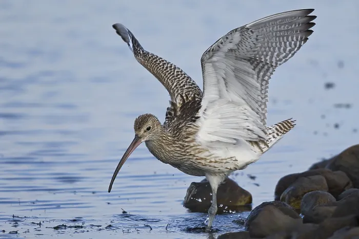 Framed Print : Eurasian curlew (Numenius arquata)