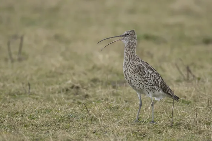 Framed Print : Eurasian curlew (Numenius arquata) adult bird calling on grassland