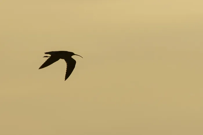 Framed Print : Eurasian curlew (Numenius arquata) adult bird in flight at sunset