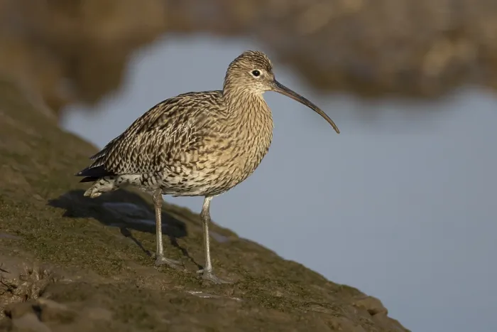 Framed Print : Eurasian curlew (Numenius arquata) adult bird on a mudflat Framed Print : Eurasian curlew (Numenius arquata) adult bird on a mudflat