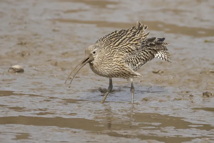 Framed Print : Eurasian curlew (Numenius arquata) adult wading bird calling on a mudflat Framed Print : Eurasian curlew (Numenius arquata) adult wading bird calling on a mudflat