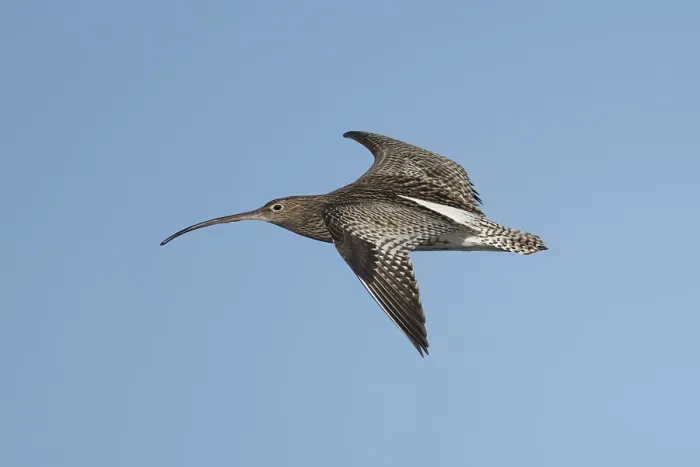 Framed Print : Eurasian curlew (Numenius arquata) adult wading bird flying