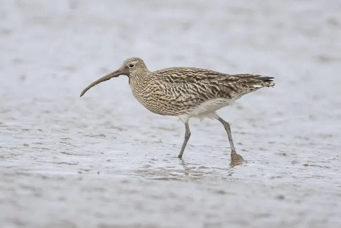 Framed Print : Eurasian curlew (Numenius arquata) adult wading bird on a mudflat Framed Print : Eurasian curlew (Numenius arquata) adult wading bird on a mudflat