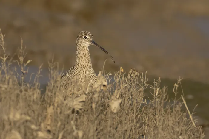 Framed Print : Eurasian curlew (Numenius arquata) adult wading bird on a saltmarsh