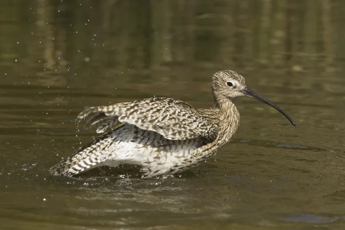 Framed Print : Eurasian Curlew (Numenius arquata) bathing