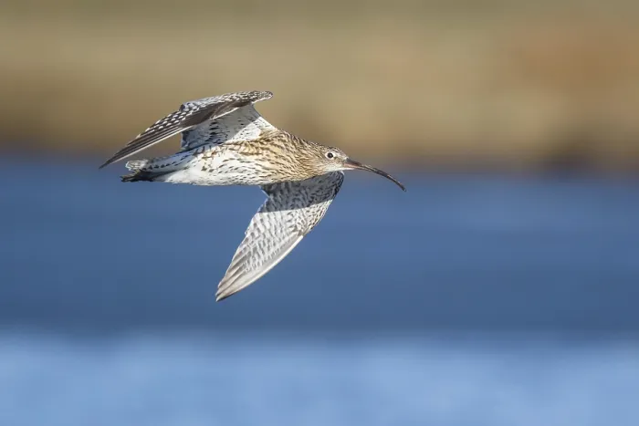 Framed Print : Eurasian Curlew (Numenius arquata) male flying