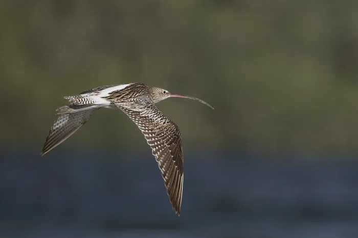 Framed Print : Eurasian Curlew (Numenius arquata orientalis)
