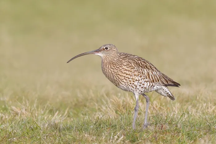 Framed Print : Eurasian curlew (Numenius arquata) standing in a meadow