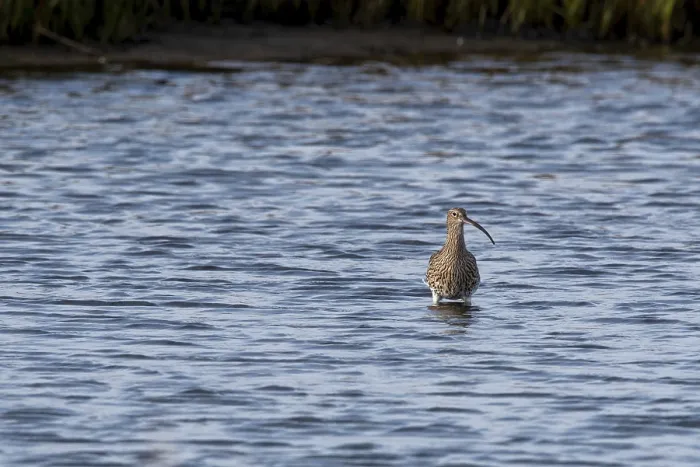 Framed Print : Eurasian curlew (Numenius arquata) in the Wadden Sea Framed Print : Eurasian curlew (Numenius arquata) in the Wadden Sea