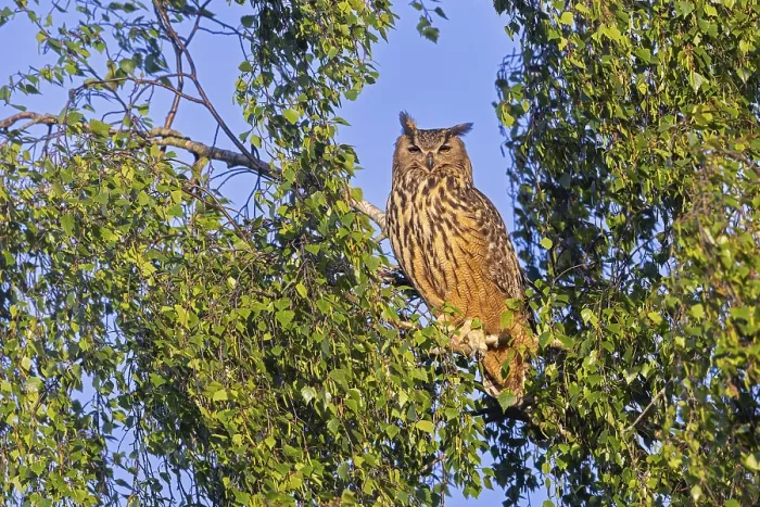 Framed Print : Eurasian eagle-owl, European eagle-owl (Bubo bubo) adult perched in tree in broad-leaved forest at sunset in spring Framed Print : Eurasian eagle-owl, European eagle-owl (Bubo bubo) adult perched in tree in broad-leaved forest at sunset in spring