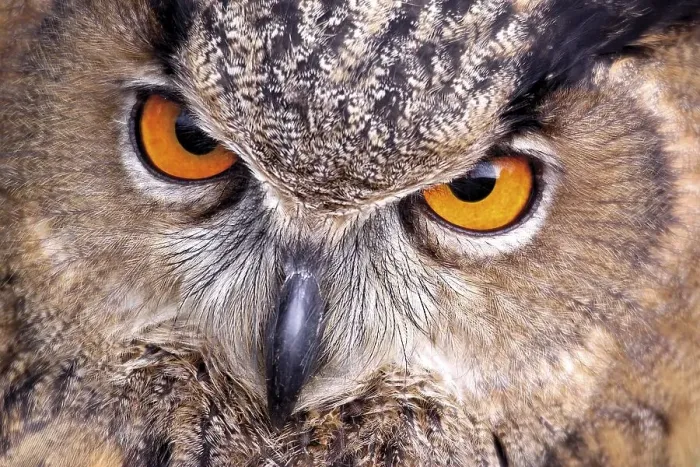 Framed Print : Eurasian Eagle Owl (Bubo bubo) Framed Print : Eurasian Eagle Owl (Bubo bubo)