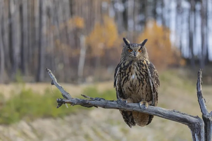 Framed Print : One Eurasian Eagle Owl, Bubo bubo Framed Print : One Eurasian Eagle Owl, Bubo bubo