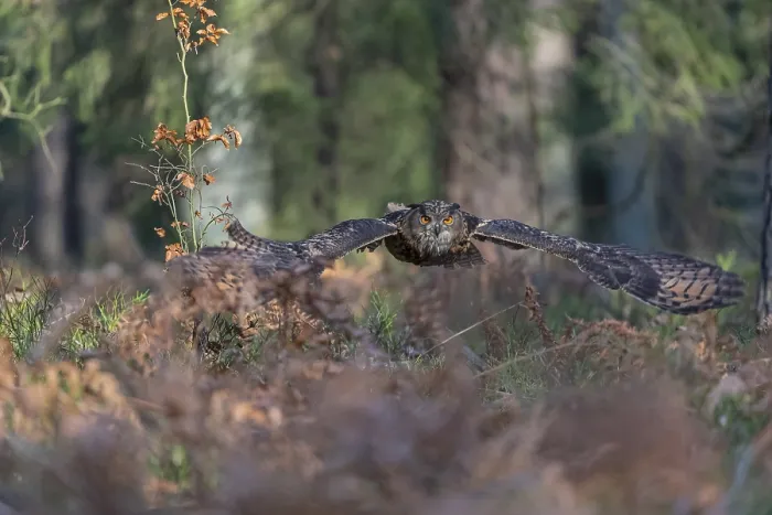 Framed Print : One Eurasian Eagle Owl, Bubo bubo