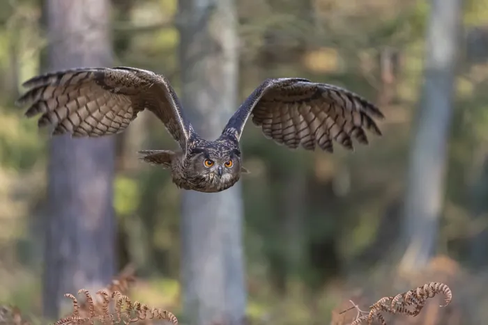 Framed Print : One Eurasian Eagle Owl, Bubo bubo