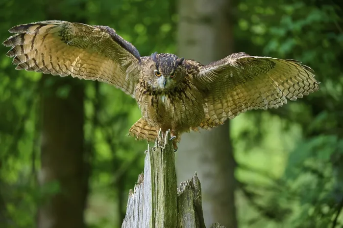 Framed Print : Eurasian eagle-owl (Bubo bubo)