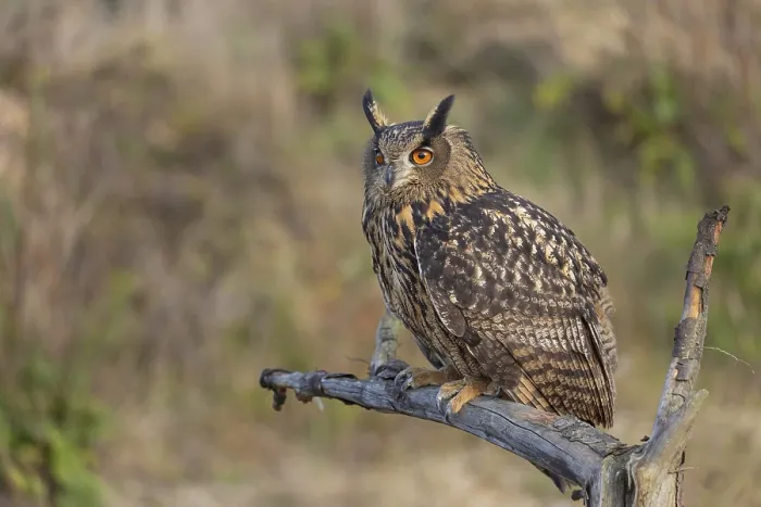 Framed Print : One Eurasian Eagle Owl, Bubo bubo Framed Print : One Eurasian Eagle Owl, Bubo bubo