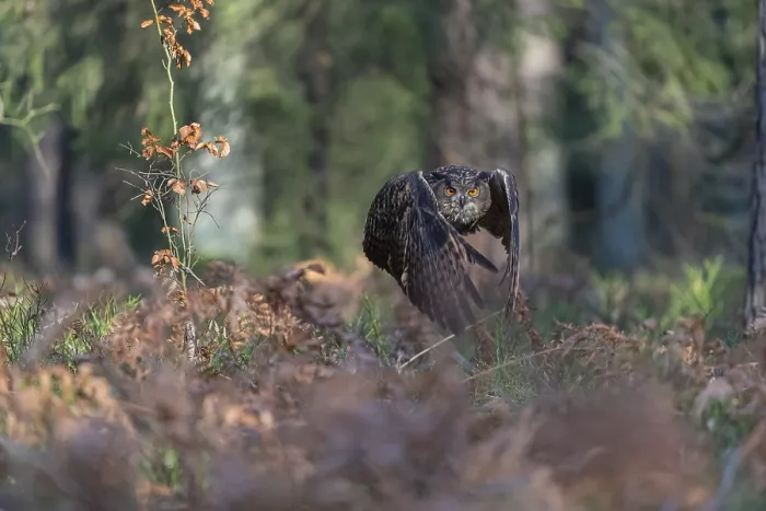 Framed Print : One Eurasian Eagle Owl, Bubo bubo