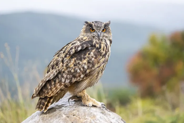 Framed Print : Eurasian eagle-owl (Bubo bubo) Framed Print : Eurasian eagle-owl (Bubo bubo)