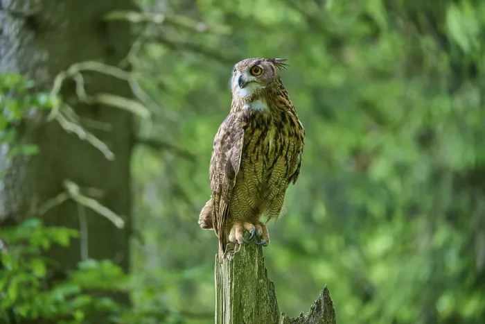 Framed Print : Eurasian eagle-owl (Bubo bubo) Framed Print : Eurasian eagle-owl (Bubo bubo)