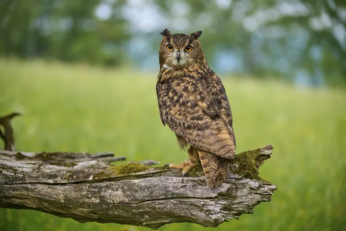 Framed Print : Eurasian eagle-owl (Bubo bubo)