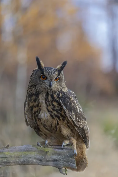 Framed Print : One Eurasian Eagle Owl, Bubo bubo Framed Print : One Eurasian Eagle Owl, Bubo bubo