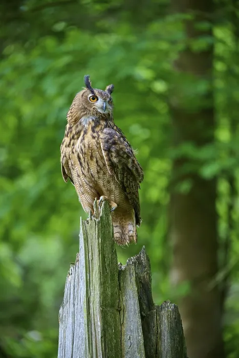Framed Print : Eurasian eagle-owl (Bubo bubo)