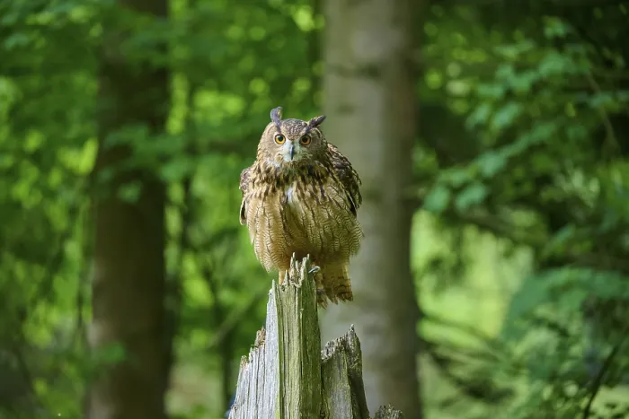 Framed Print : Eurasian eagle-owl (Bubo bubo) Framed Print : Eurasian eagle-owl (Bubo bubo)