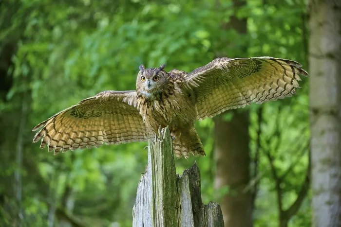 Framed Print : Eurasian eagle-owl (Bubo bubo) Framed Print : Eurasian eagle-owl (Bubo bubo)