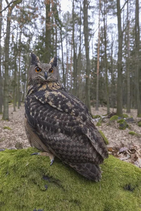 Framed Print : One Eurasian Eagle Owl, Bubo bubo
