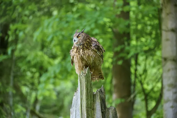 Framed Print : Eurasian eagle-owl (Bubo bubo) Framed Print : Eurasian eagle-owl (Bubo bubo)