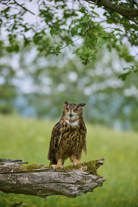 Framed Print : Eurasian eagle-owl (Bubo bubo) Framed Print : Eurasian eagle-owl (Bubo bubo)