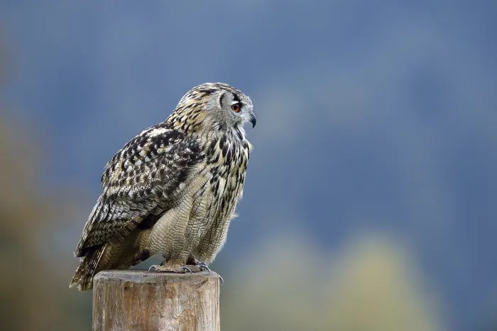 Framed Print : Eurasian Eagle-Owl (Bubo bubo)