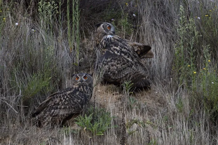 Framed Print : Eurasian Eagle-Owl (Bubo bubo) Framed Print : Eurasian Eagle-Owl (Bubo bubo)