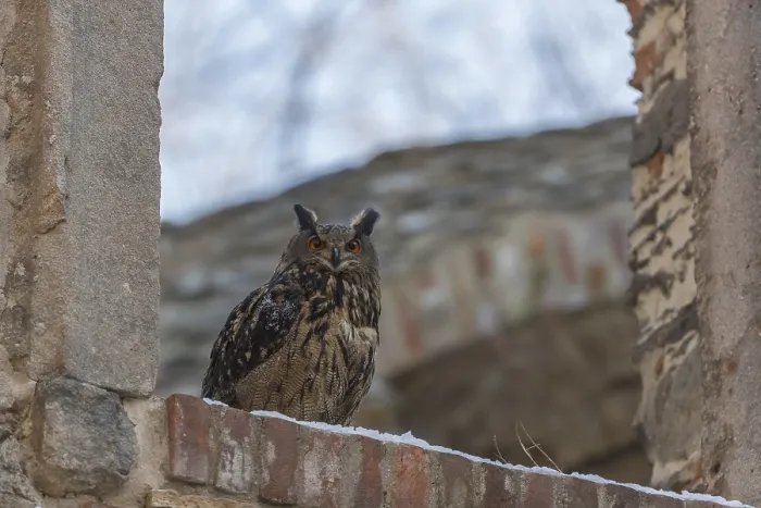 Framed Print : One Eurasian Eagle Owl, Bubo bubo