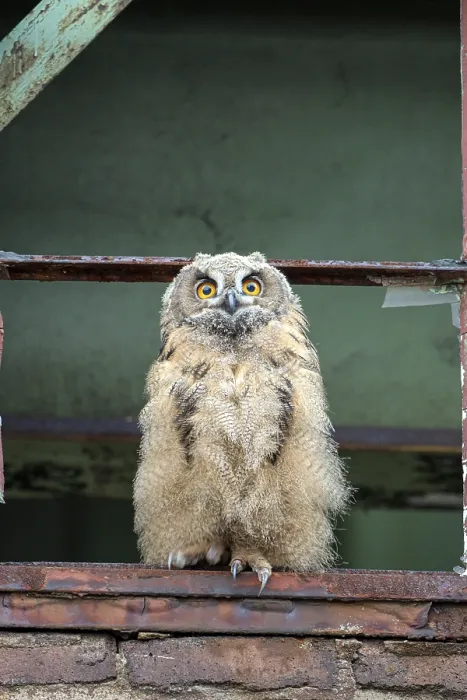 Framed Print : Eurasian eagle-owl (Bubo bubo)