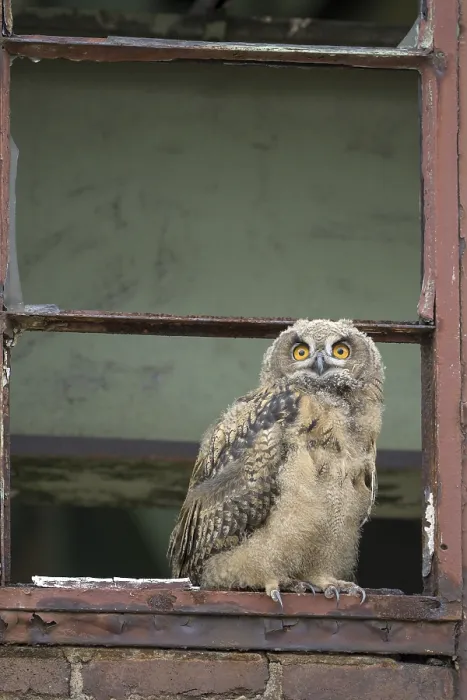 Framed Print : Eurasian eagle-owl (Bubo bubo)