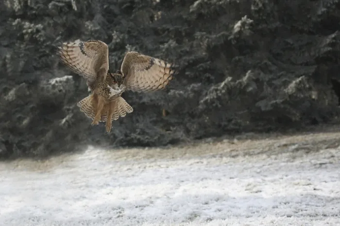 Framed Print : Eurasian Eagle Owl (Bubo bubo)