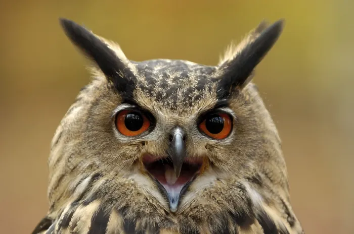 Framed Print : Eurasian Eagle Owl (Bubo bubo)