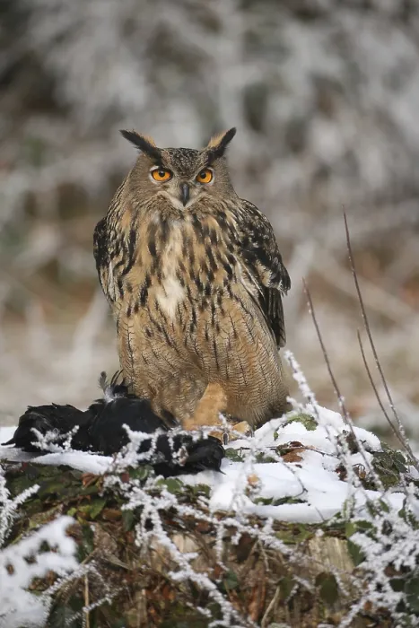 Framed Print : Eurasian eagle-owl (Bubo bubo) with captured crow (Corvus) in winter forest Framed Print : Eurasian eagle-owl (Bubo bubo) with captured crow (Corvus) in winter forest