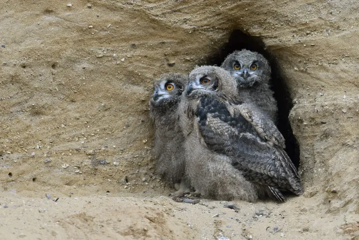 Framed Print : Eurasian Eagle-Owl (Bubo bubo) juveniles perched on the ground Framed Print : Eurasian Eagle-Owl (Bubo bubo) juveniles perched on the ground