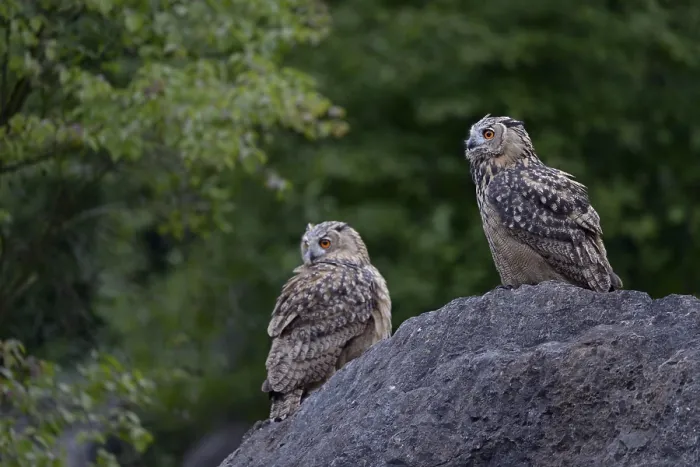 Framed Print : Eurasian Eagle-Owl (Bubo bubo) juveniles perched on a rock