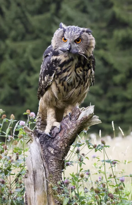 Framed Print : Eurasian Eagle Owl (Bubo bubo) with mouse Framed Print : Eurasian Eagle Owl (Bubo bubo) with mouse
